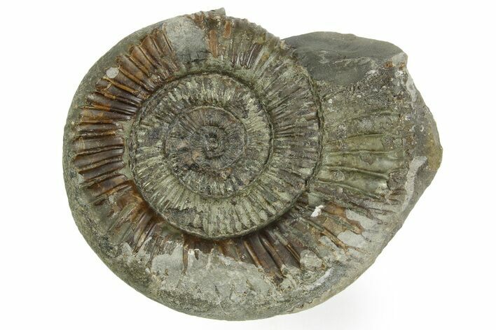 Jurassic Ammonite (Dactylioceras) Fossil - England #362512